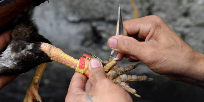 Đá Gà Cựa Sắt Hay88 – Trận Đấu Sức Bền Và Chiến Thuật Cá Cược 3 image 141